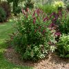 Butterfly Bush Miss Molly #1 - Image 2